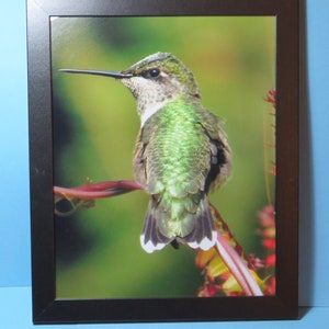 Hummingbird framed 8x10 print