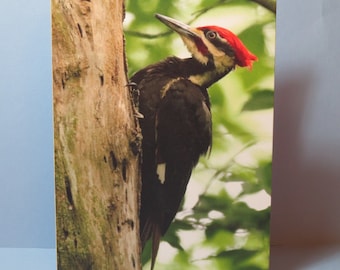 Pileated Woodpecker Card, woodpecker card, bird card, bird stationery, bird lover gift, birder gift, birdwatcher gift