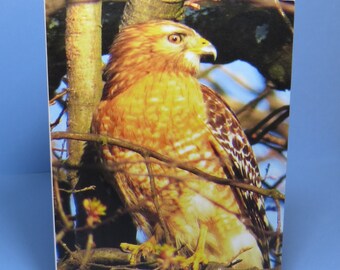 Red-Shouldered Hawk Greeting Card: Bird Lover Stationery