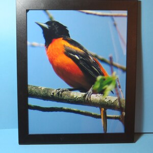 Baltimore Oriole framed 8x10 print