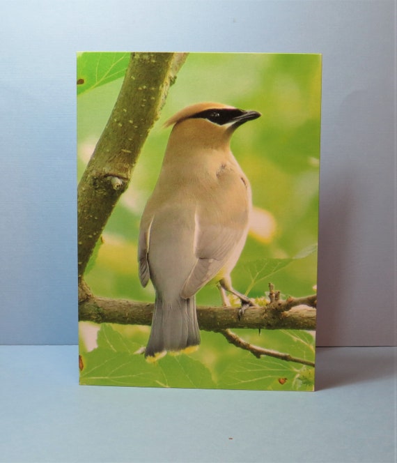 Cedar Waxwing Greeting Card, Bird Stationery, Bird Lover Gift