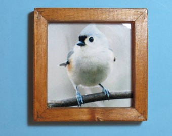 Tufted Titmouse framed tile, bird coaster, bird lover gift, birder gift, birdwatcher gift