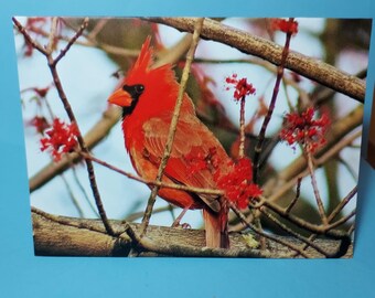 Northern Cardinal Greeting Card: Bird Lover Stationery