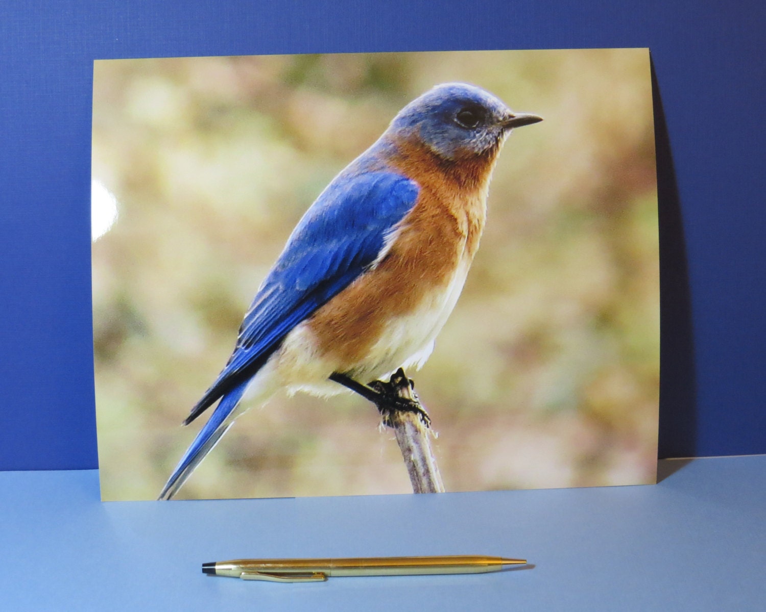 Eastern Bluebird Photo Print, Bluebird Lover, Bluebird Print, Bird ...