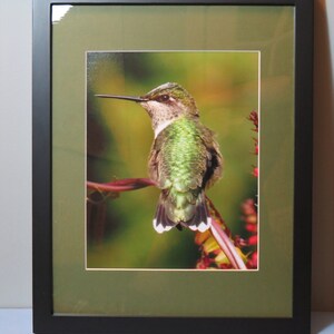 Hummingbird matted & framed 8x10 print
