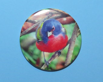 Painted Bunting Magnet, bird lover gift, birder gift, birdwatcher gift