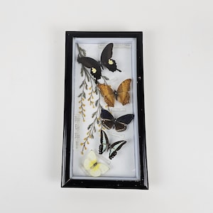 Vintage Vietnamese Butterfly Collection Shadow Box | Red Helen • Cruiser • King Crow • Blue Bottle • Lemon Migrant