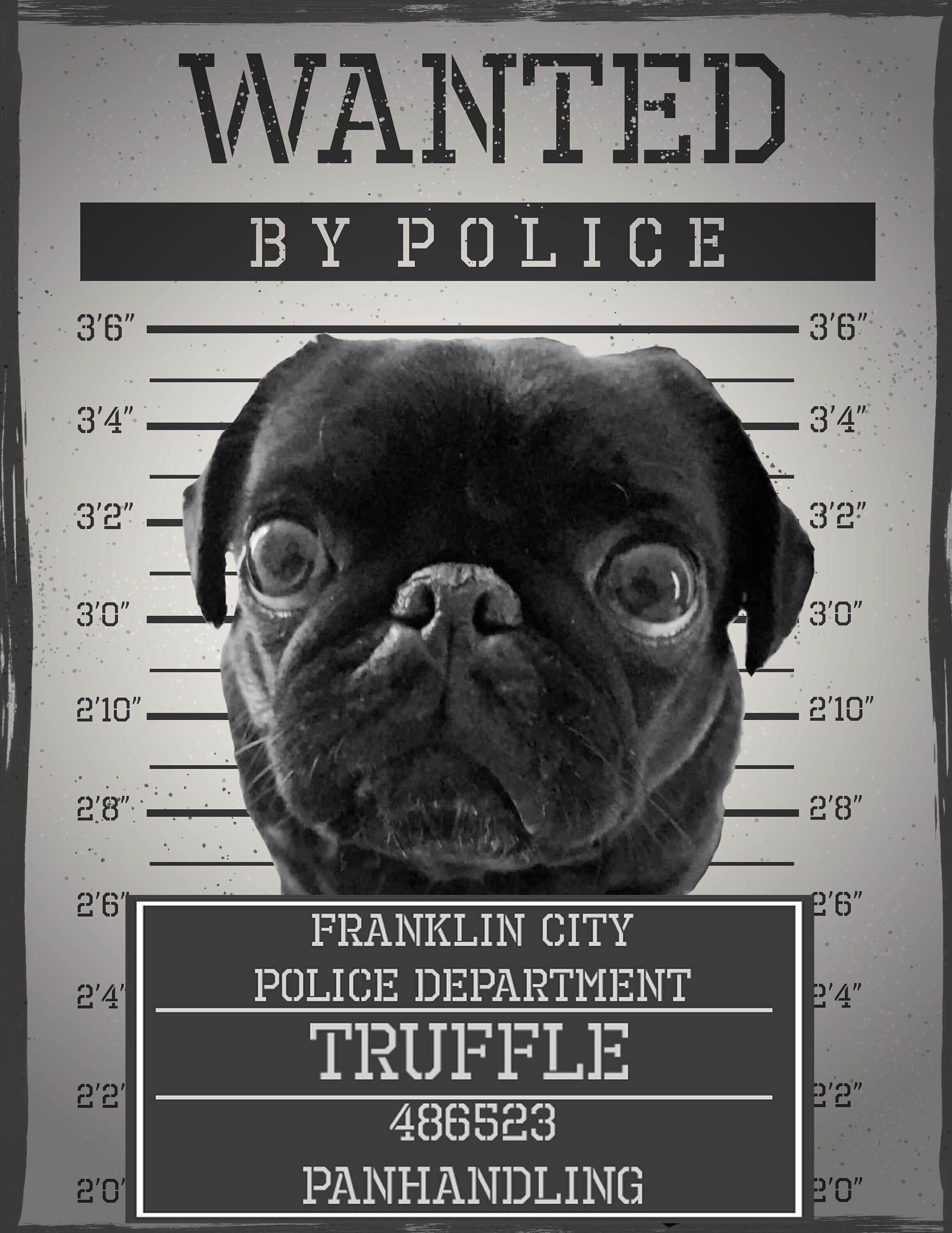 Dog Mugshots - Etsy