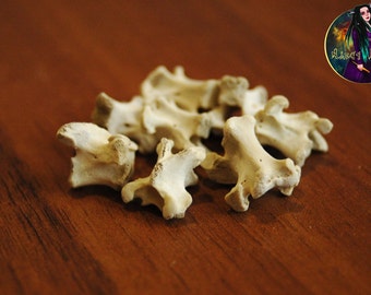 Ravens vertebrae bead for dreads. Beads for dreadlocks. Natural vertebrae.