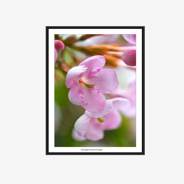 Pink Flower Printable Wall Art, Flower Photography Digital Download, Floral Print Bedroom Art, Downloadable Flower Photography