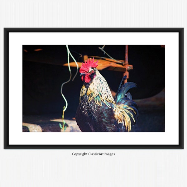 Rooster Photography Print, Rustic Farmhouse Print, Farmyard Print Digital Download, Chicken Photo, Farm Animal Printable Wall Art