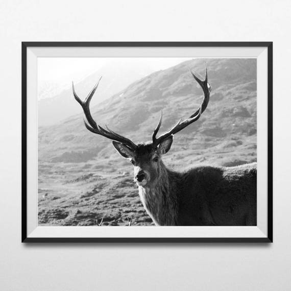 Deer Print Deer Antlers Wilderness Wall Art Animal Print Etsy