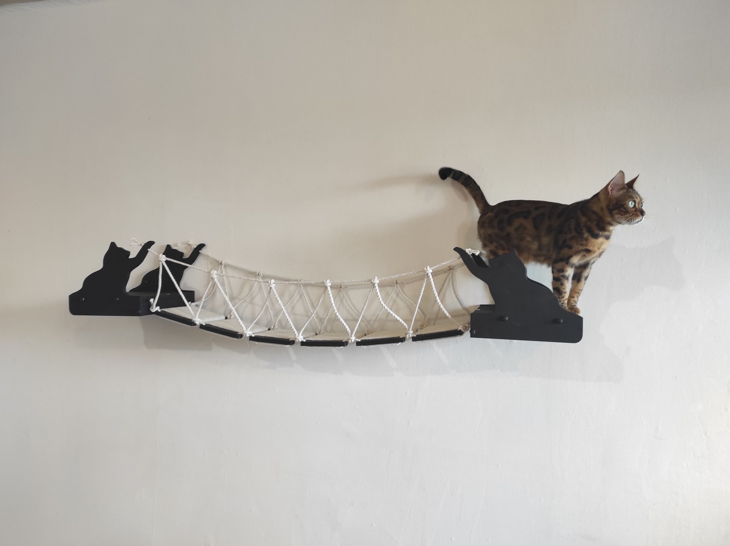 chewy subscription box