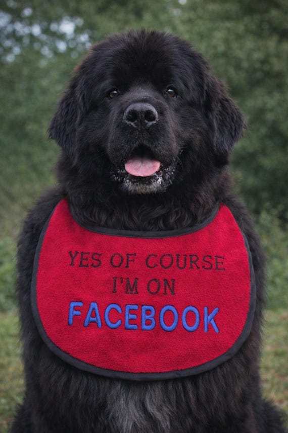 Large Breed Dog Bib: Absorbent Terry Towel, Newfoundland, St Bernard