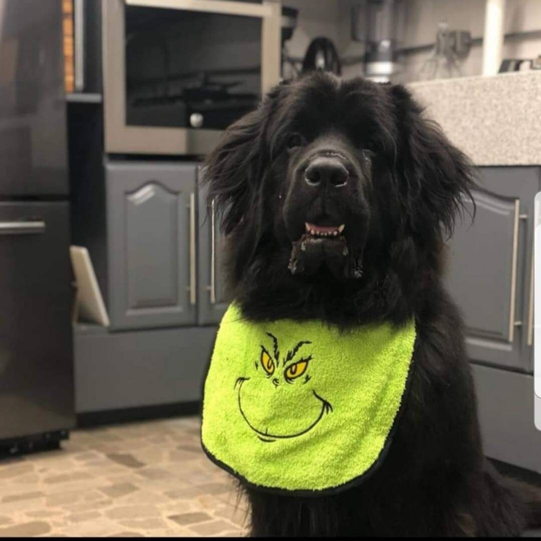 large drool slobber dog bib, newfoundland ,green mr mean monster ,large
