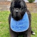 see more listings in the Dog Bibs / Bandanas section