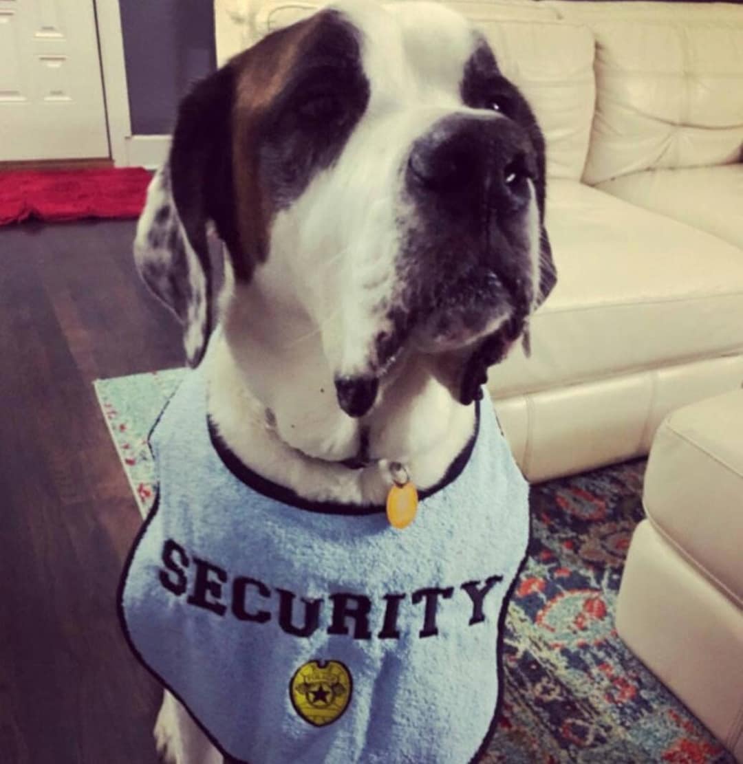 Chapeau D'arbre De Noël Pour Chat 2 Pièces Avec Pompon Mignon