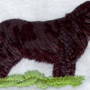 May include: A brown Newfoundland dog standing on a green grassy surface. The dog is facing to the right and has a long, thick coat.