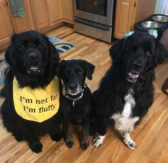 Dog Bib ,Large drool slobber dog bib, newfoundland ,St Bernard, im not fat im fluffy dog bib , large breed dog bib