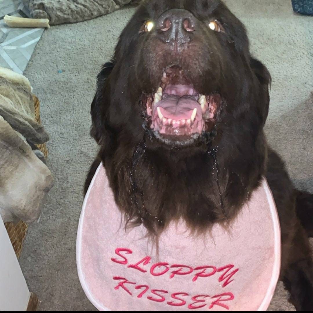 Large drool slobber dog bib newfoundland St Bernard etc sloppy kisser