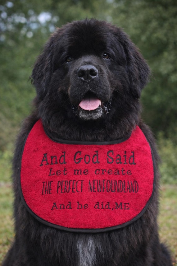 Large Breed Dog Bib: Absorbent Terry Towel, Newfoundland, St Bernard