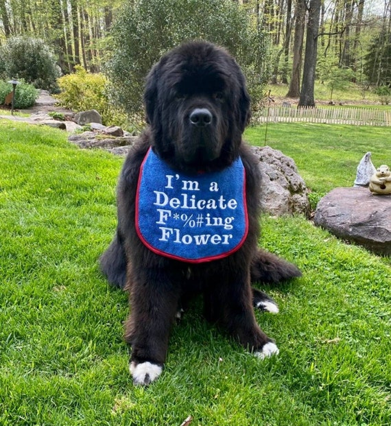 Dog Bib ,Large drool bib, slobber dog bib , newfoundland dog ,St Bernard , large breed dog bib, dog bib,