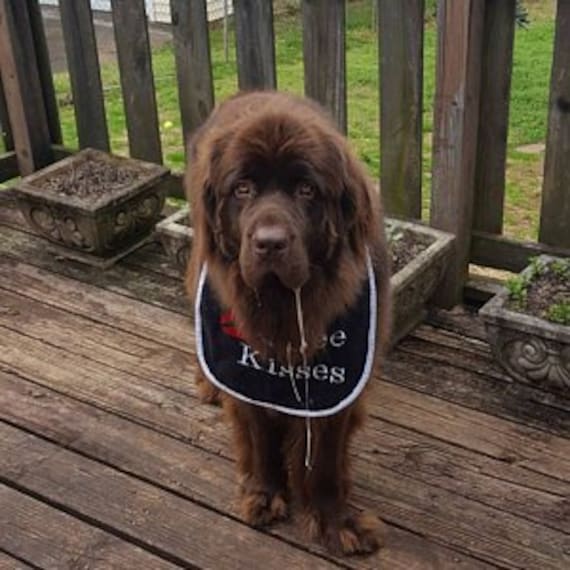 Grand Bave Bave Bavoir De Chien Terre Neuve Gratuit Bisous