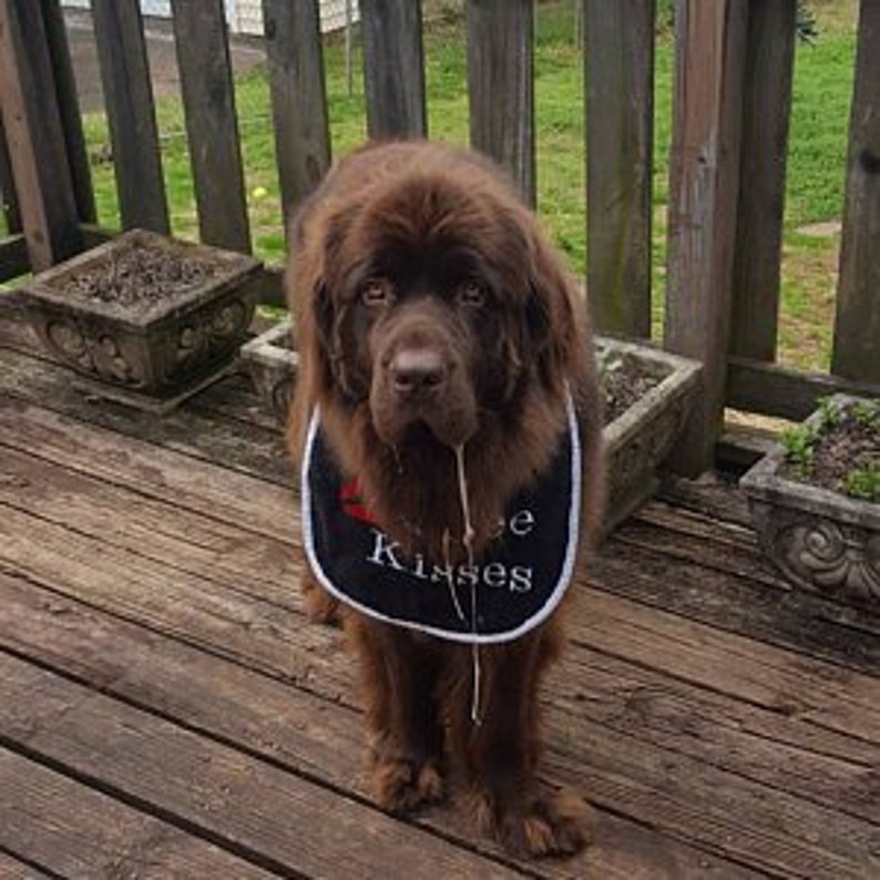 Large drool slobber dog bib newfoundland free kisses Etsy