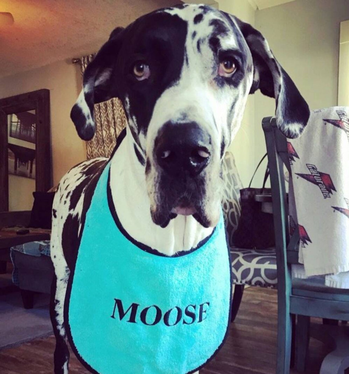 Large drool slobber dog bib newfoundland St Bernard Etsy
