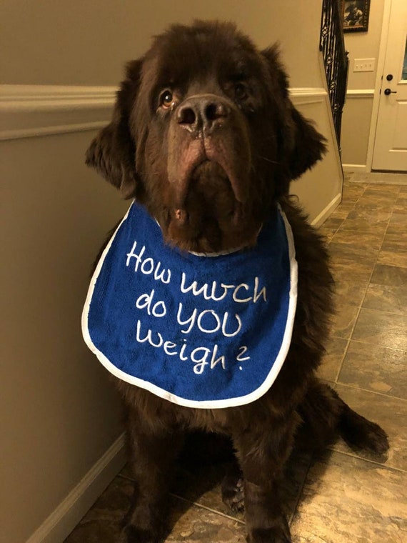 Dog Bib ,Large drool dog bib ,slobber dog bib, newfoundland bib,St Bernard bib, large dog bib