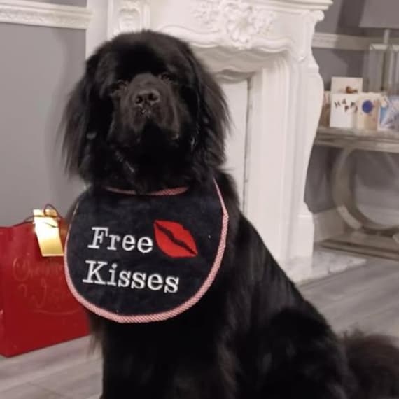 Large Dog Bib: Absorbent Terry Towel, Newfoundland Breed
