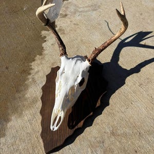 Arrowhead European Mount Plaque Multiple Colors Available Quick Turnaround