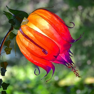 Adjustable reading floor lamp: orange, red, purple resin lampshade