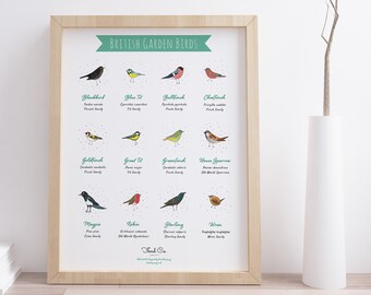 White - British Garden Birds A3 / A4 print. Garden Birds art print. Bird wall art. Bird art. Bird illustration. Bird watcher gift.