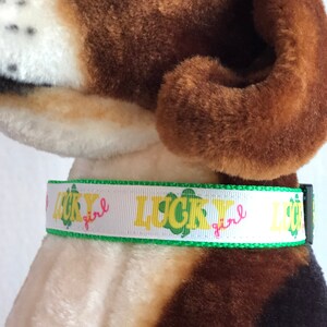 May include: White dog collar with green shamrocks and the text "LUCKY girl" in yellow letters.