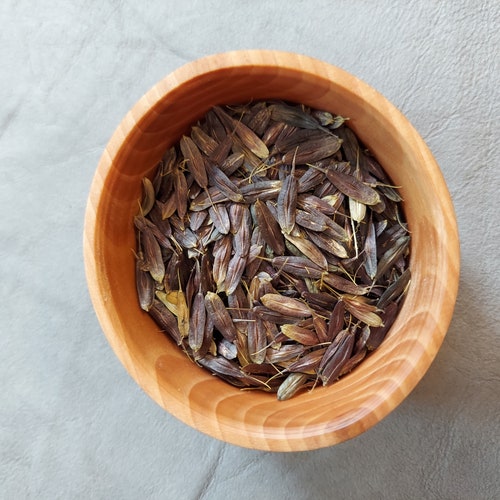 Dye Garden Woad Seeds