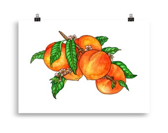 Peaches art print | Poster of a hand-drawn illustration of a branch of peaches | Botanical illustration