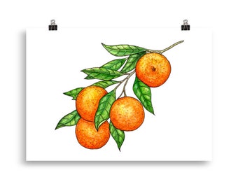 Orange art print | Poster of a hand-drawn illustration of a bunch of oranges on a branch | Botanical illustration