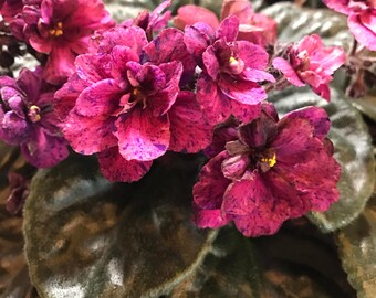 Sweetheart's Dance African Violet Leaves
