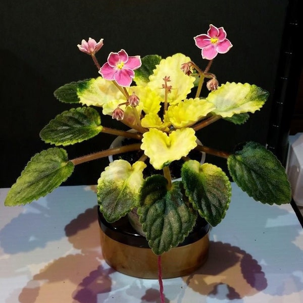 Mac's Scorching Sun African Violet Plant (Semi-mini)