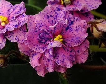 African Violet (Cosmic Art) Pair of Leaves