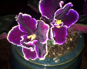 African Violet Edge of Darkness Pair of Leaves