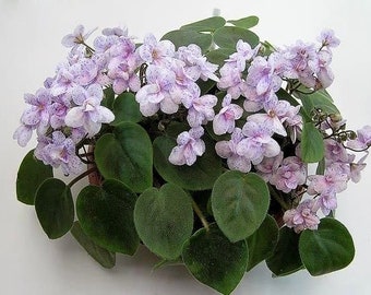 African Violet Rob’s Boolarro Pair of Leaves (Trailing Violet)