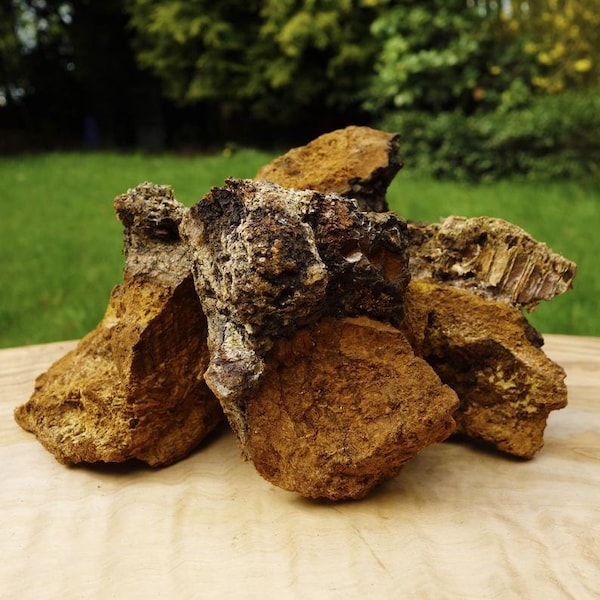 100g Chaga Mushroom Chunks Superfood Raw Vegan Medicine of Gods Herbal Remedy Elixir of Life