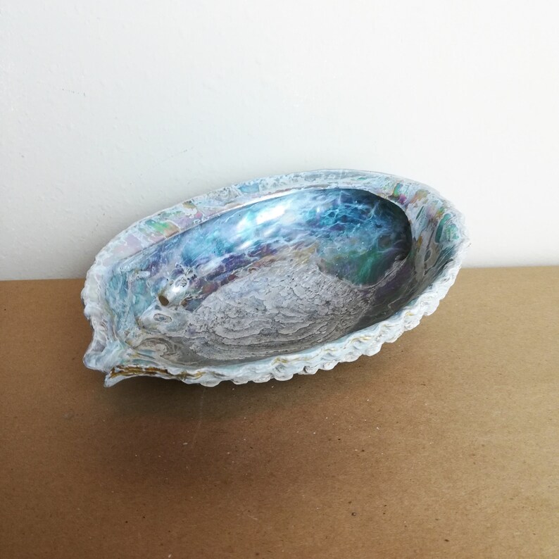 May include: A large iridescent abalone shell with a white interior. The shell is smooth and has a scalloped edge.