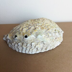 May include: A large, white seashell with a rough, textured surface and several holes. The shell has a light yellow hue and is slightly curved.