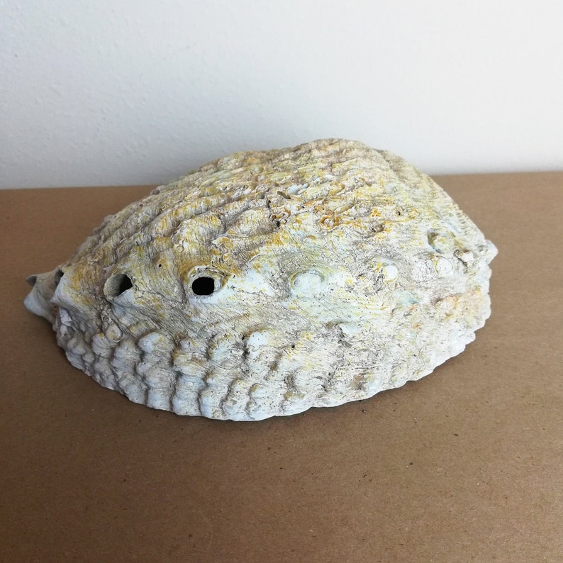May include: A large, white seashell with a rough, textured surface and several holes. The shell has a light yellow hue and is slightly curved.