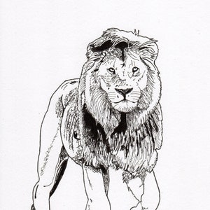 Lion - Big Five of Africa - Open Edition print from original Indian Ink artwork