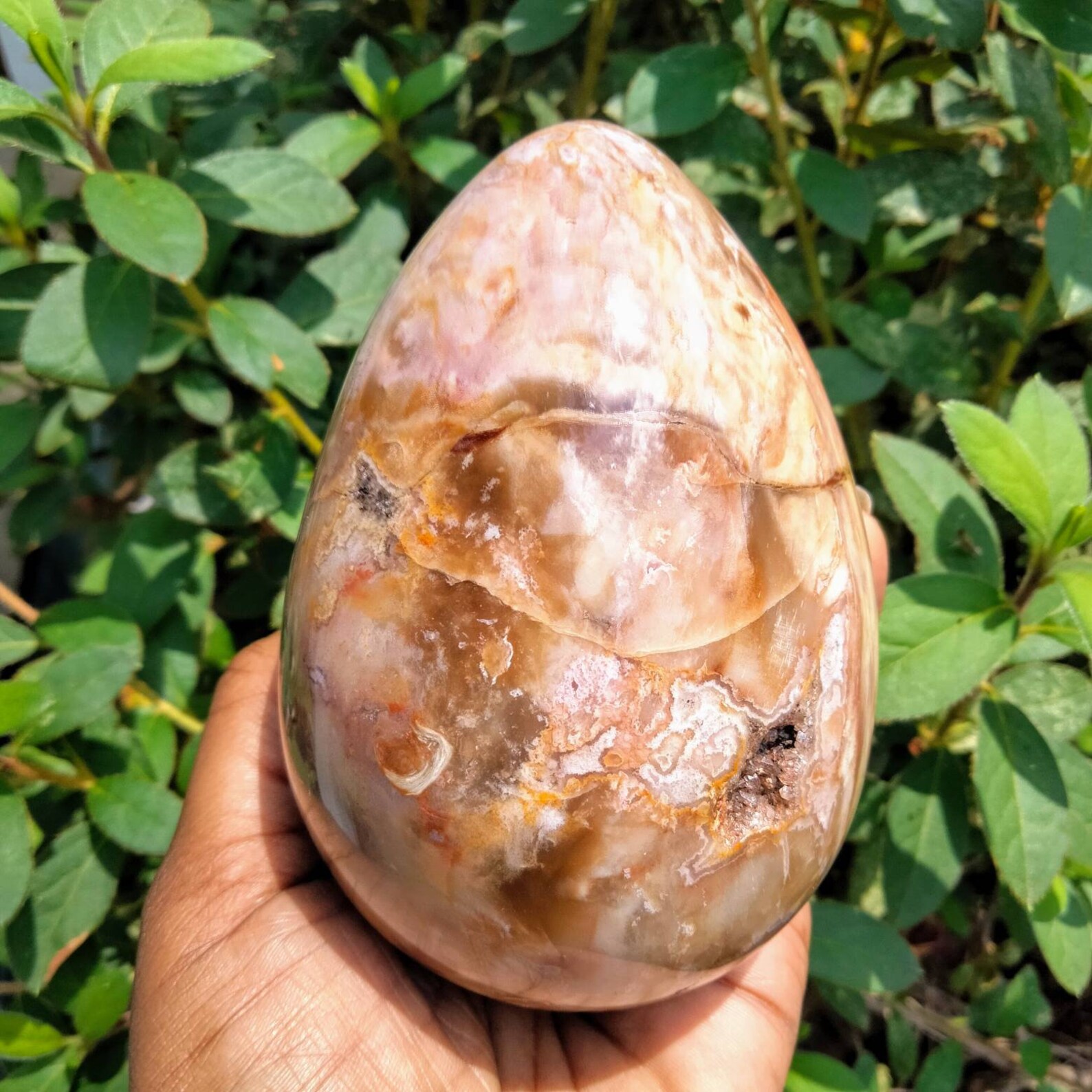 petrified eggs fossils