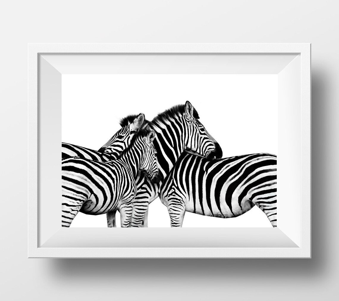 Zebra Zebra print black and white zebra art animal print Etsy